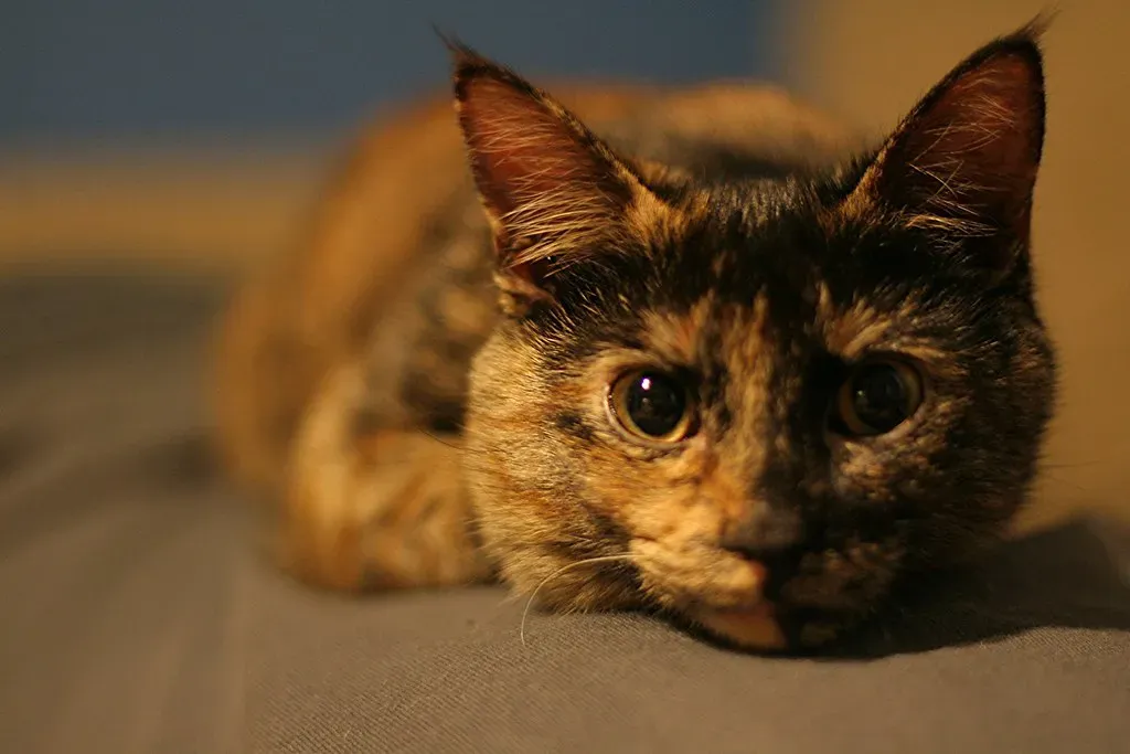 Staring Is One of Your Cat's Primary Languages (saiberiac, Flickr, CC BY 2.0)