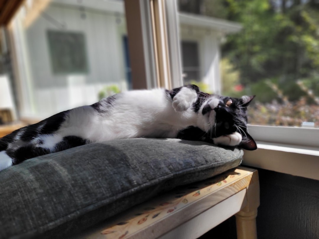 The Sun Worshipper: Cats Seeking Warmth and Comfort (Image Credits: Unsplash)
