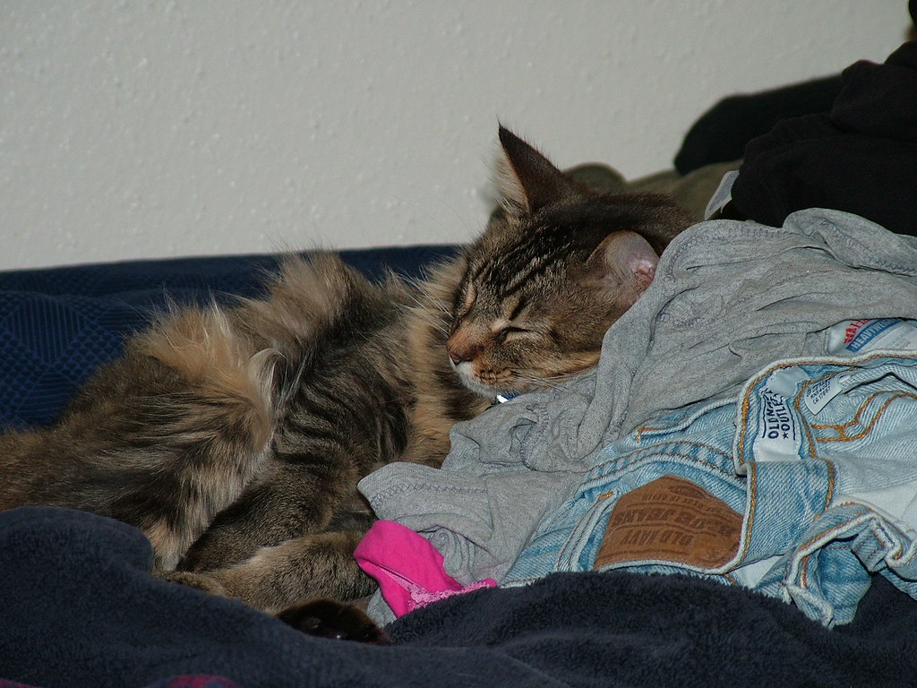 Seeking Comfort in Your Scent (Image Credits: Flickr)