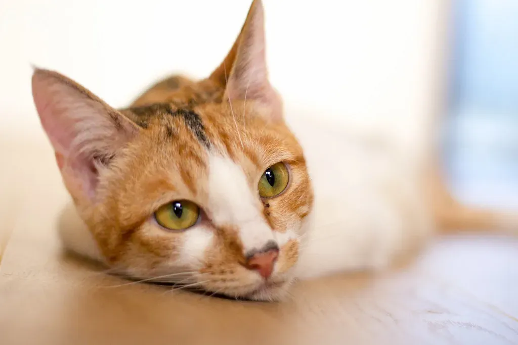 Low-Volume Meditation and Ambient Music (Image Credits: Flickr)