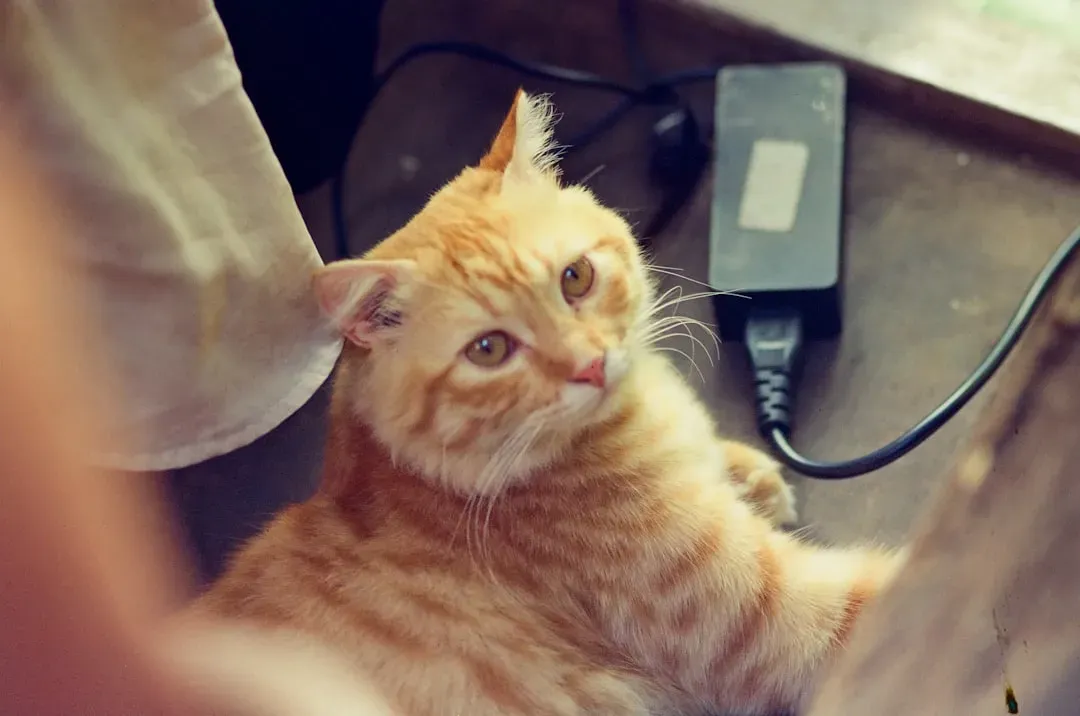 Electrical Cords (Image Credits: Unsplash)