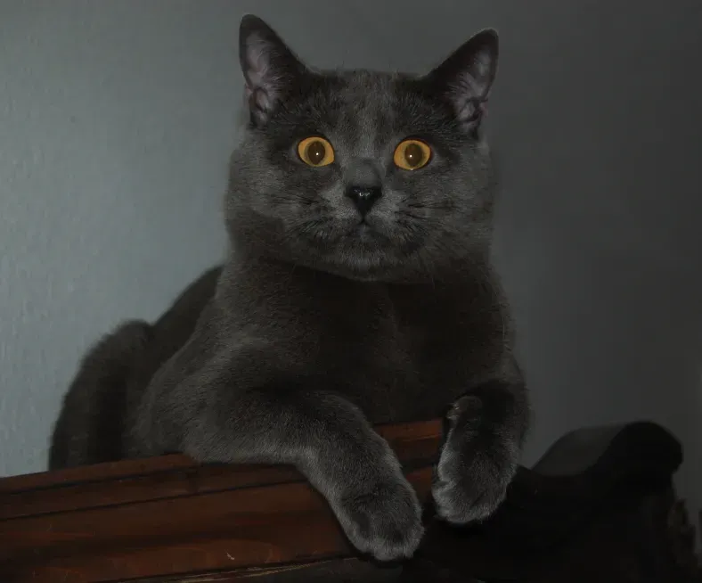 11. Chartreux – The Silent, Smiling Hunter With A Busy Inner World (Self-photographed, Public domain)