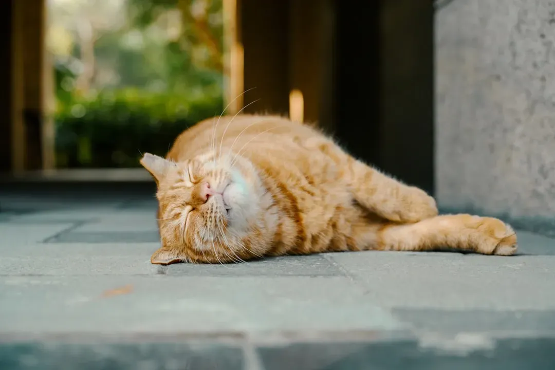 When Sleep Twitches Become a Warning Sign (Image Credits: Unsplash)