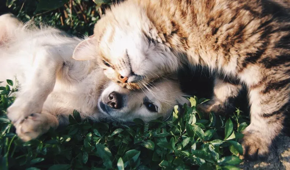 #8 - The Subtle "Check-In" With Other Pets (Image Credits: Stocksnap)