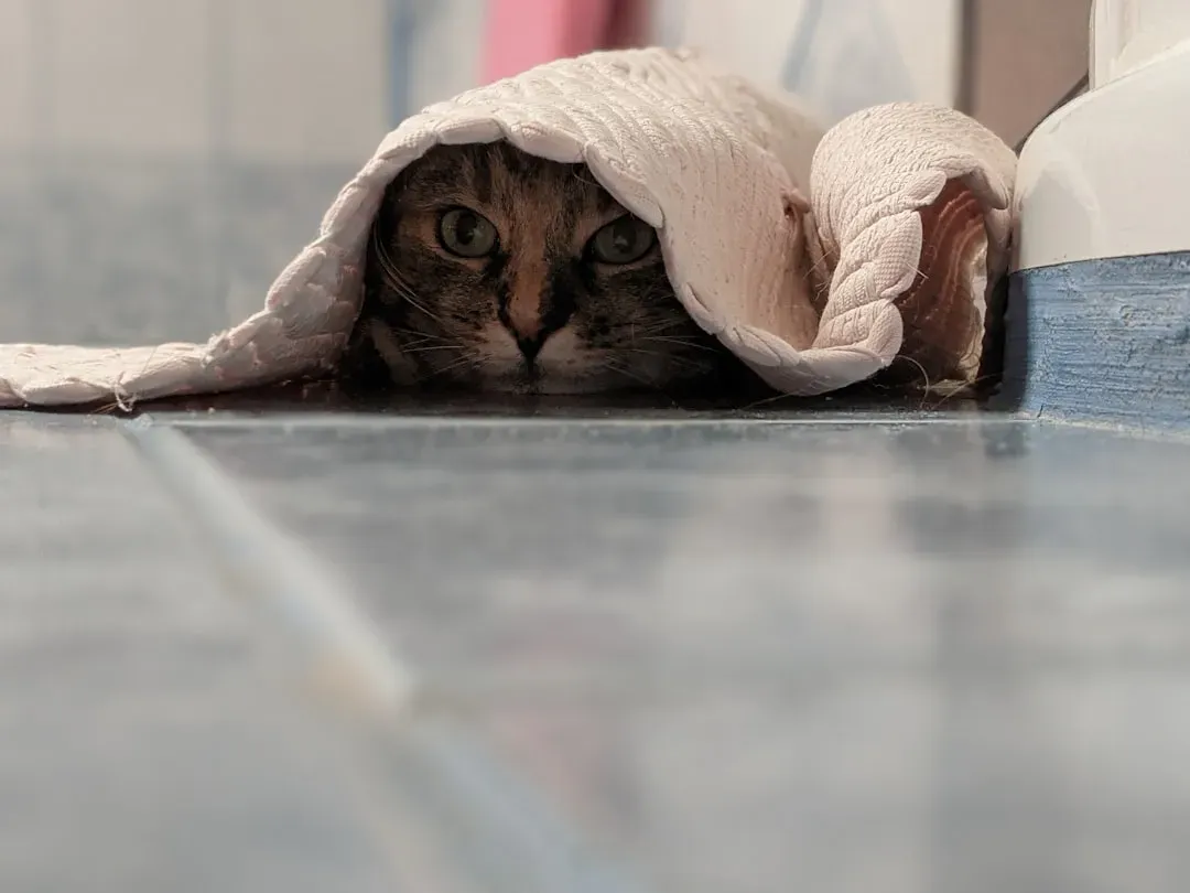 Hiding More Frequently (Image Credits: Unsplash)