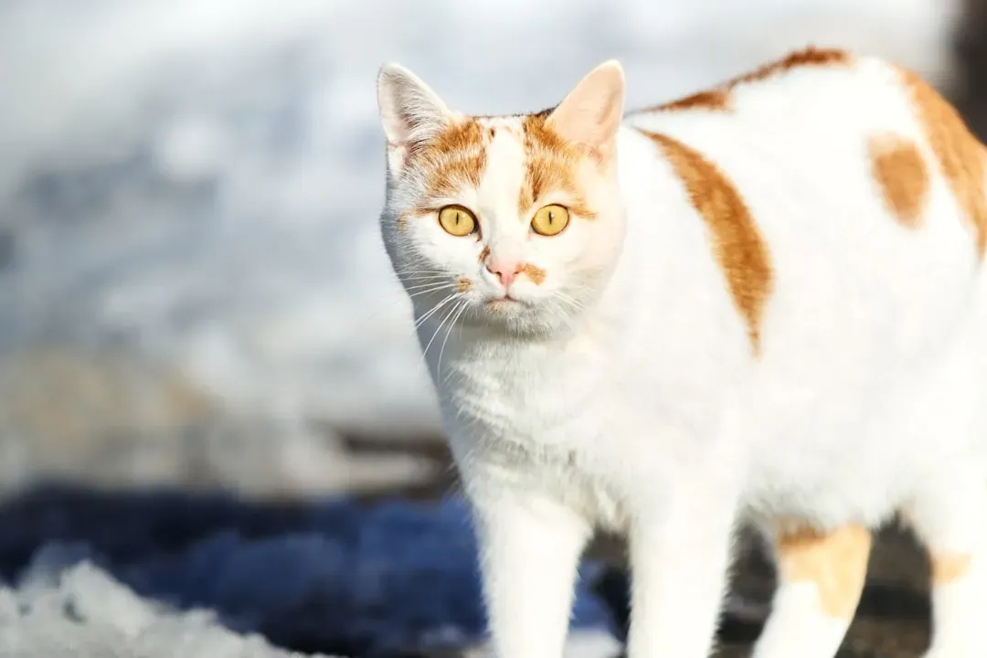 Ear Positions: Your Cat's Built-In Mood Radar (Image Credits: Unsplash)