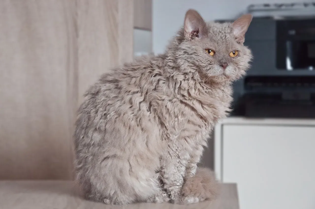 #7 Libra: The Selkirk Rex (Image Credits: Pixabay)