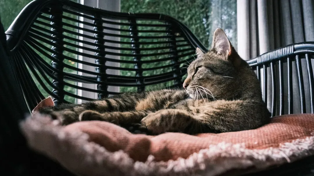 How Purring Melts Away Stress and Anxiety (Image Credits: Unsplash)
