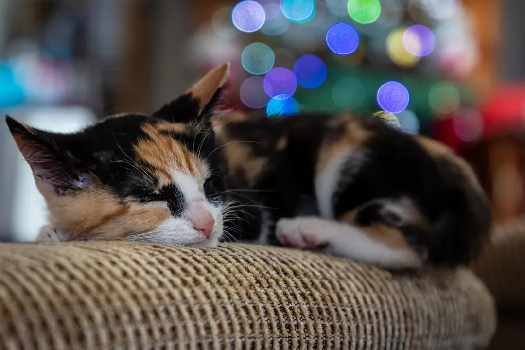 Kittens Dream More Than Adult Cats - Here's Why (Image Credits: Unsplash)