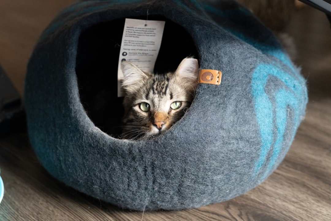 Cat Tunnel Bed: The Ultimate Box Alternative (Image Credits: Unsplash)