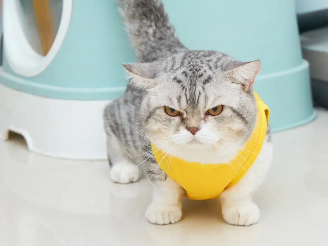 #15 - Munchkin: The Short-Legged Hoarder Who Follows You Everywhere (Image Credits: Unsplash)