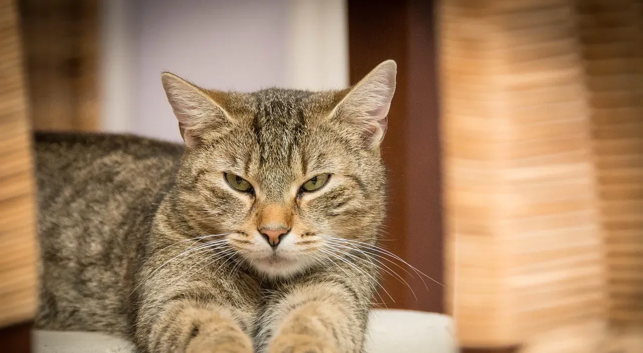 #19 - Defending a Cat's "Resting Jerk Face" (Image Credits: Pixabay)