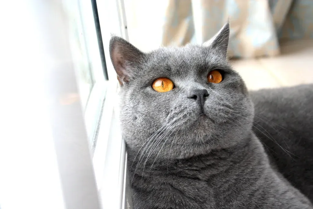 3. The British Shorthair: The Quiet Teddy Bear of the Cat World (Mostly Dans, Flickr, CC BY 2.0)