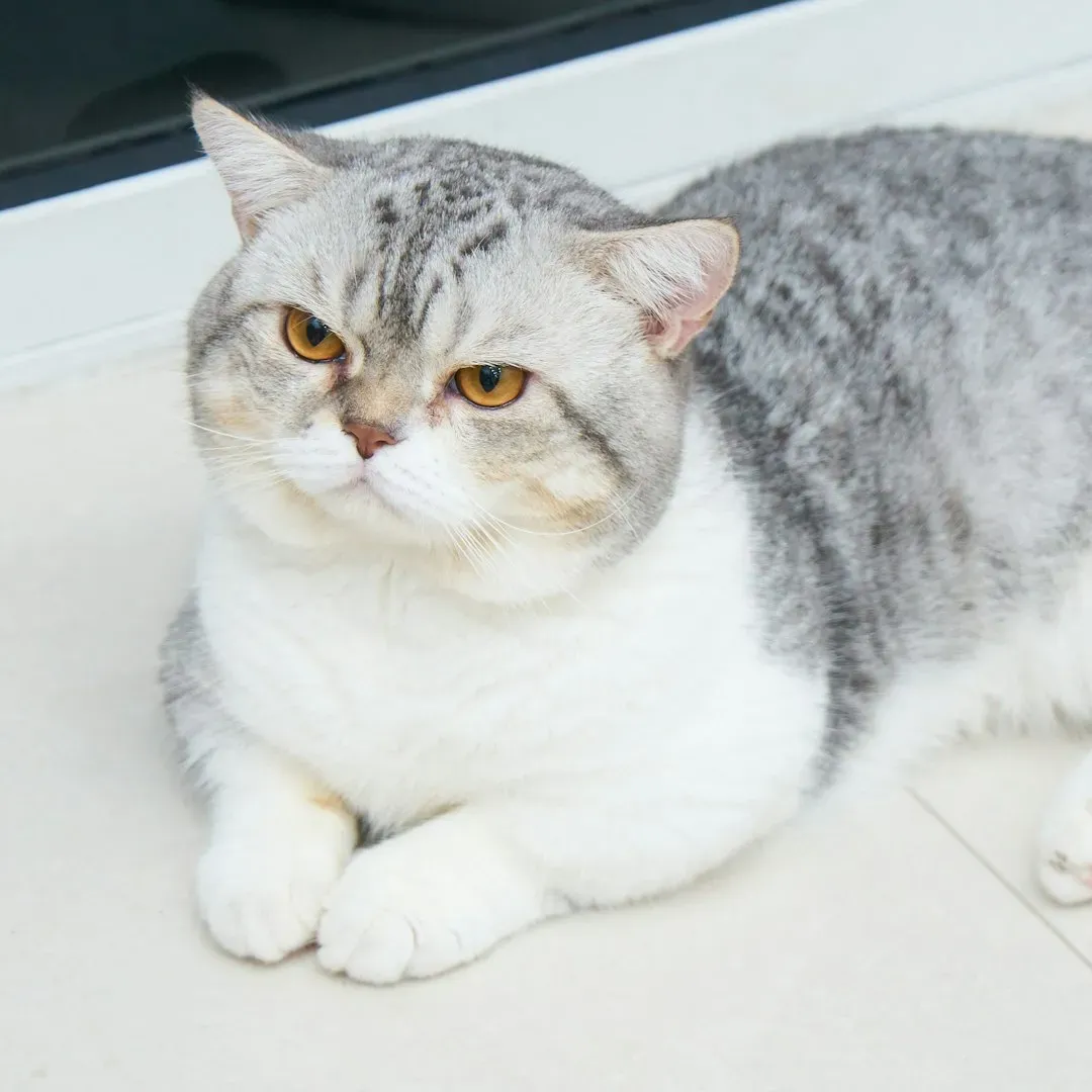 Scottish Fold: The Serene Emotional Anchor (Image Credits: Unsplash)