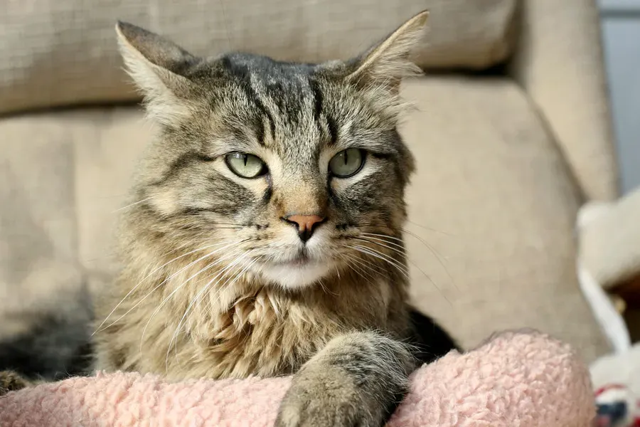 Why Your Cat Purrs When Hurt or Stressed (Image Credits: Flickr)