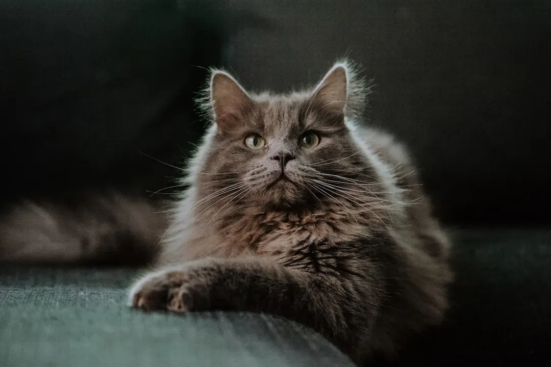 7. Domestic Longhair (Image Credits: Unsplash)