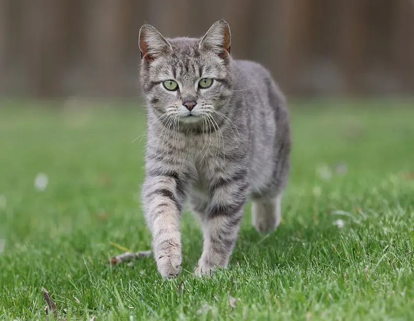 Your Cat Thinks You're a Terrible Hunter (Image Credits: Pexels)