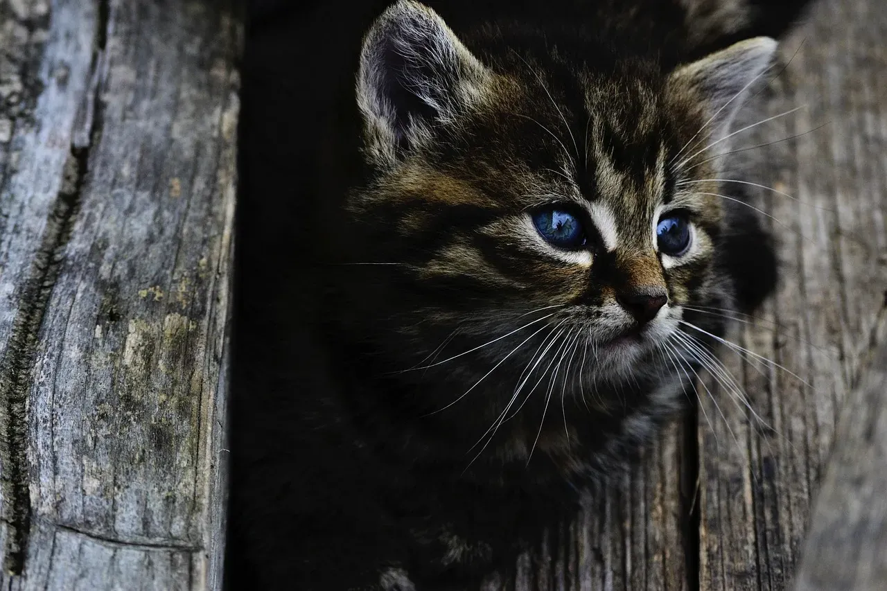 #2 Their Ears Are Basically Tiny Satellite Dishes (Image Credits: Pixabay)