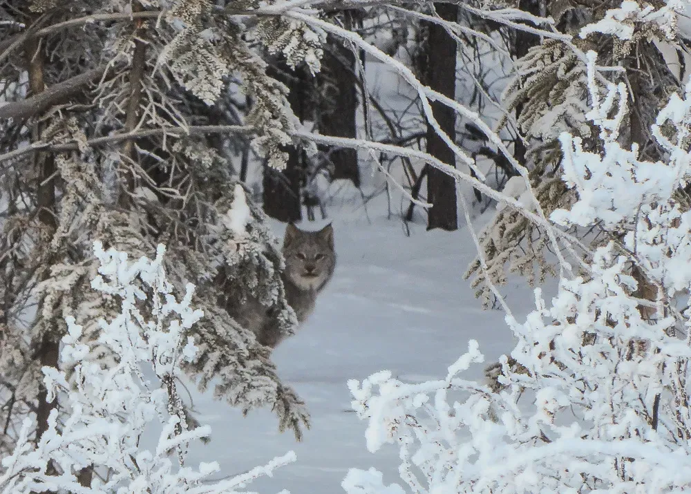 10. Disappear Into Snowy Forests With Almost Ghost‑Like Camouflage (Juvenile Lynx, CC BY 2.0)