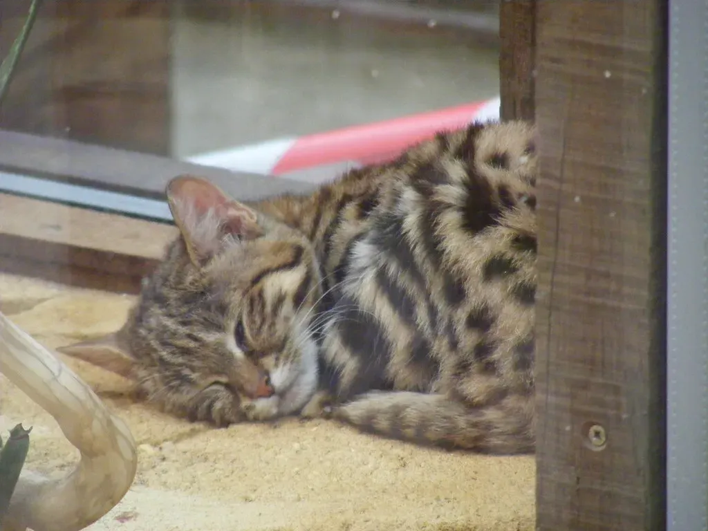 Pisces: The Black-Footed Cat (Image Credits: Flickr)