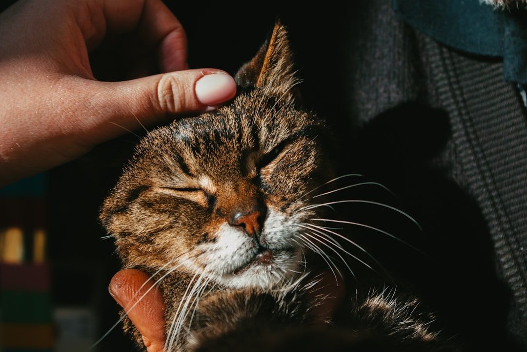 Petting Your Cat Reduces Cortisol Within Minutes (Image Credits: Unsplash)