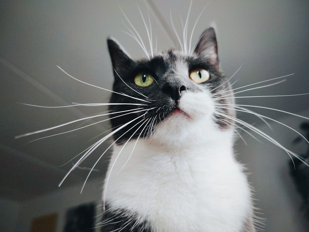The Whisker Pullback (Image Credits: Unsplash)