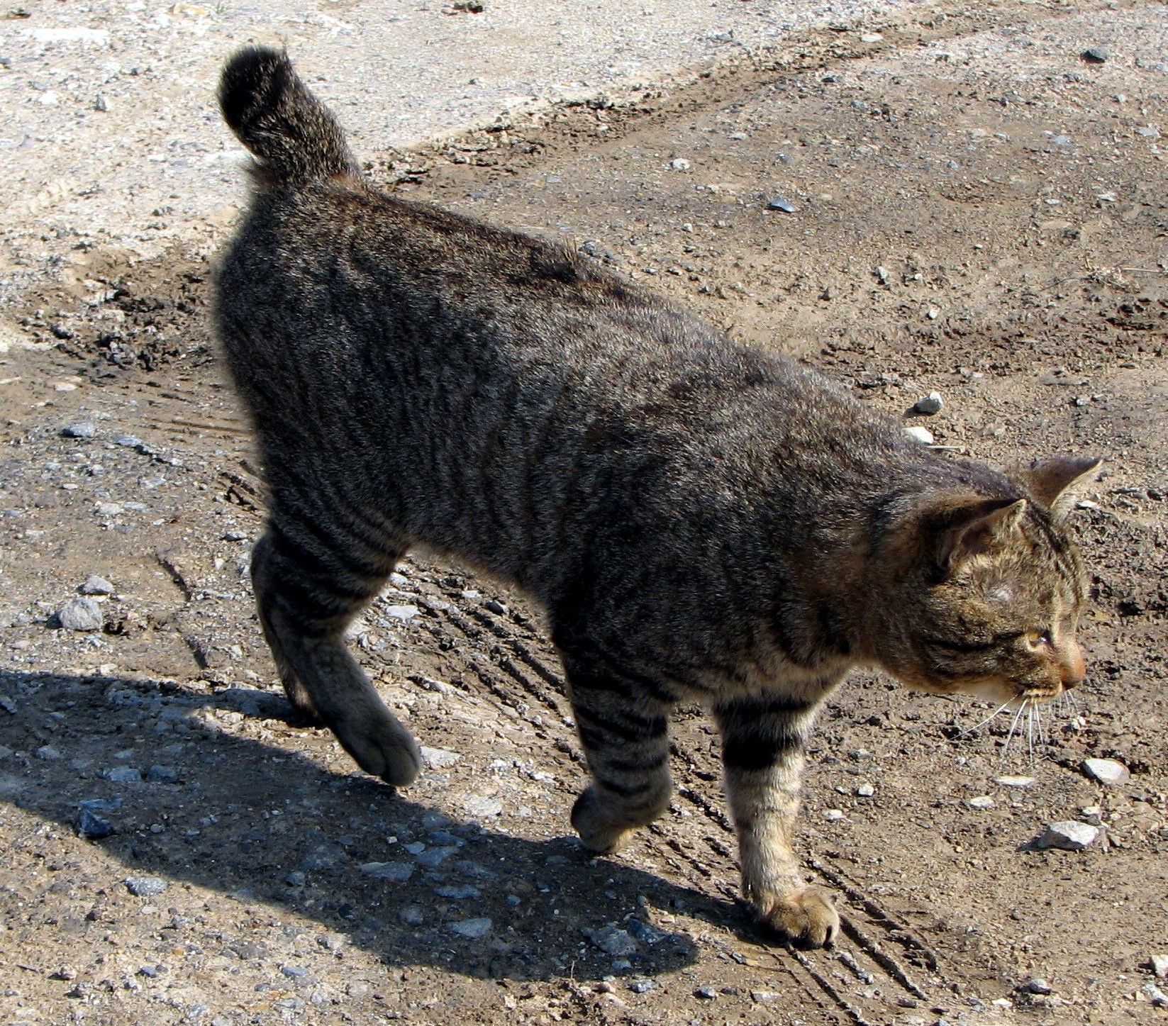 American Bobtail - The Emotional Healer (Image Credits: Wikimedia)