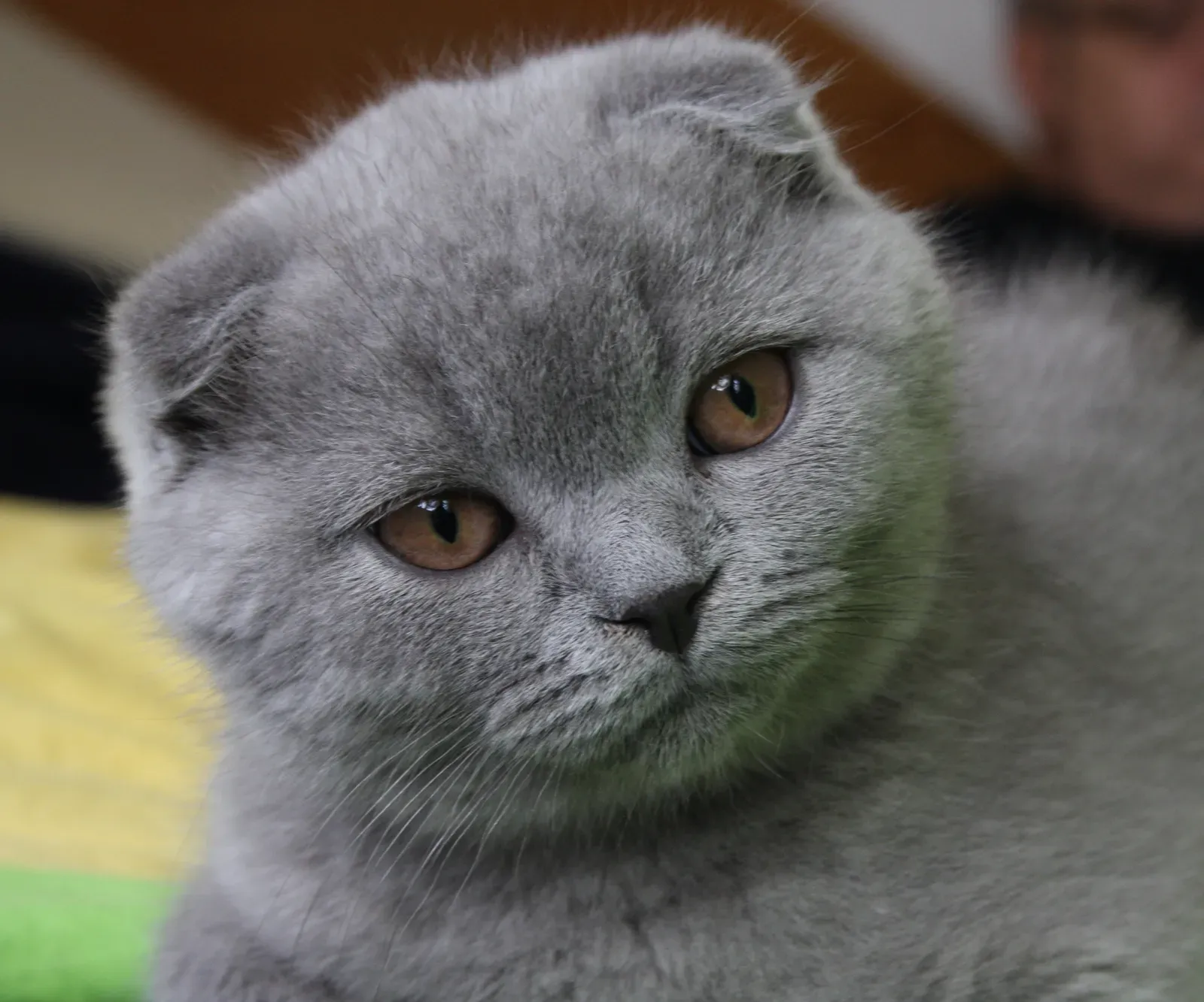 9. Scottish Fold: The Calm Family Favorite (Image Credits: Wikimedia)