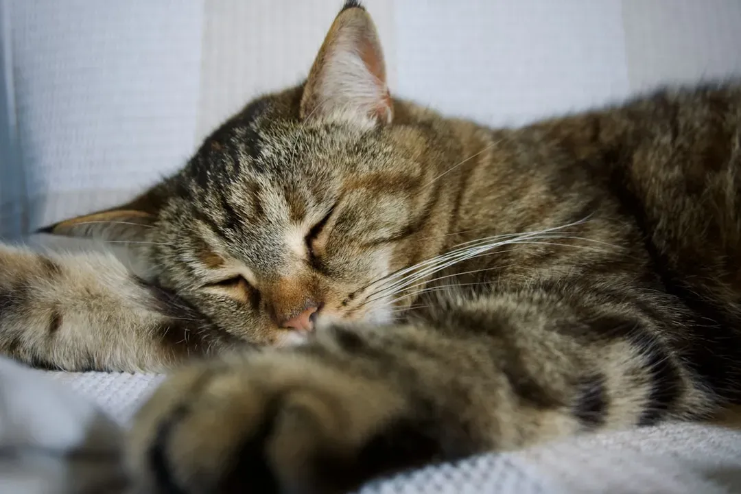#8 - Choosing to Sleep On You (Image Credits: Unsplash)