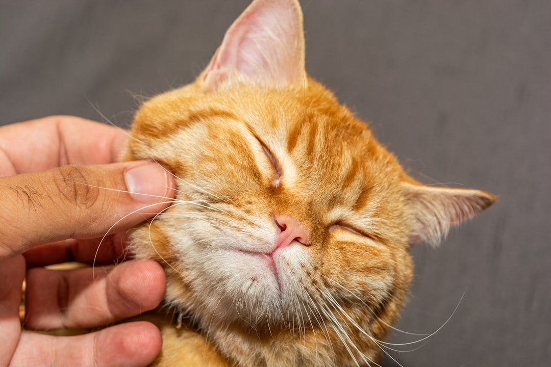Purring and Kneading: Signs of Deep Contentment (Image Credits: Unsplash)