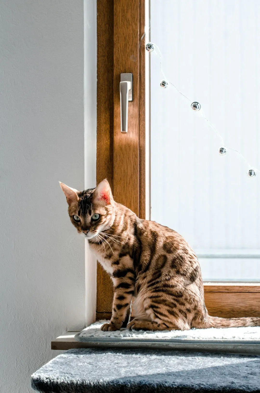 #1 - They Treat Every Faucet Like a Personal Water Park (Image Credits: Unsplash)