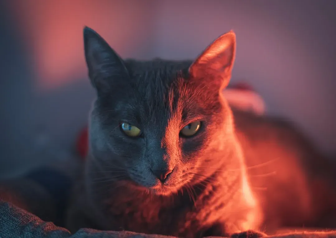 Final Thoughts on Feline Fire Signs (Image Credits: Unsplash)