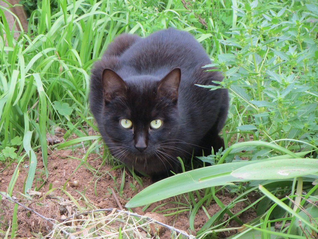 Virgo: The Observant Analyzers (Image Credits: Flickr)