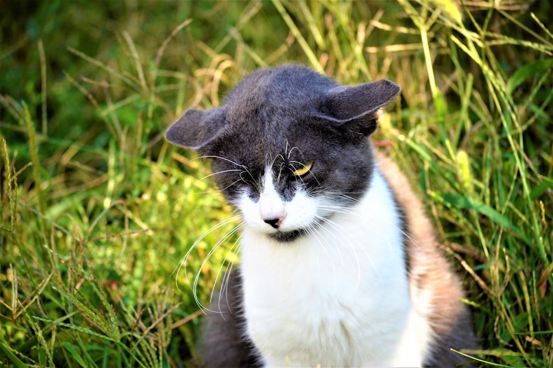 Head Bumping and Face Rubbing (Image Credits: Unsplash)