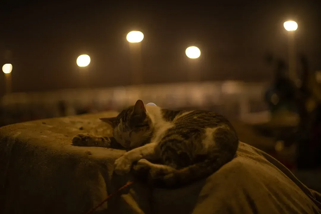 Finding Harmony with Your Night Hunter (Image Credits: Unsplash)
