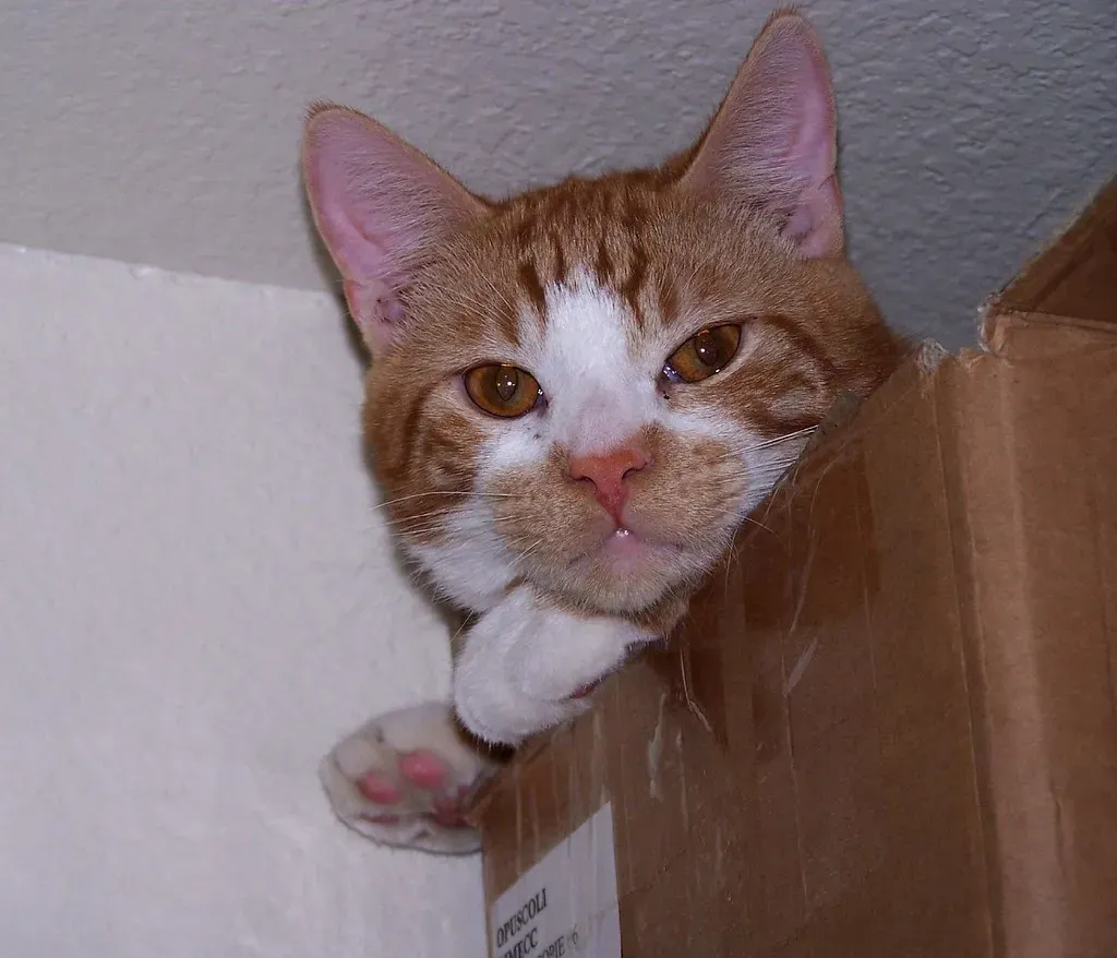 When Box Hiding Signals Something More (Sweet Evie, Flickr, CC BY-SA 2.0)