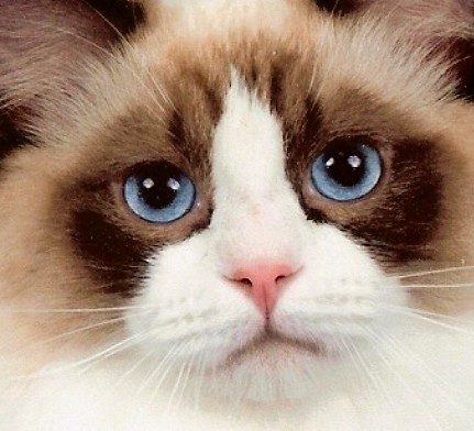 Ragdoll: The Ultimate Lap Cat (Image Credits: Flickr)