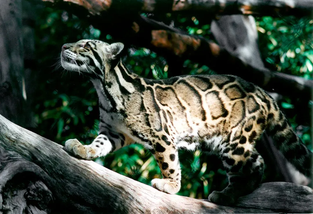 Capricorn: Clouded Leopard (Image Credits: Unsplash)