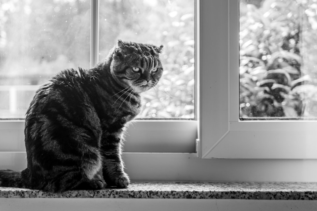 Scottish Fold: The Deceptively Difficult (Image Credits: Unsplash)