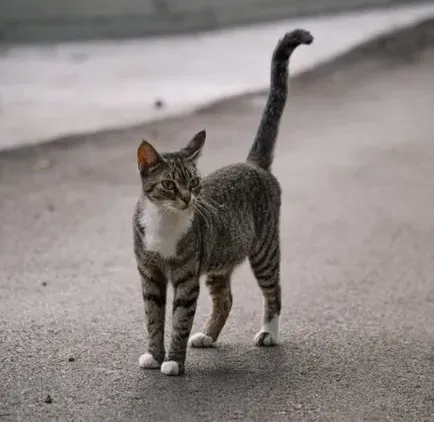 9. Soft, Upright Tail When They Walk Toward You (Image Credits: Pexels)