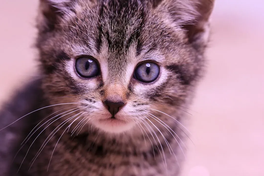Purring as a Self-Healing Mechanism (Image Credits: Unsplash)