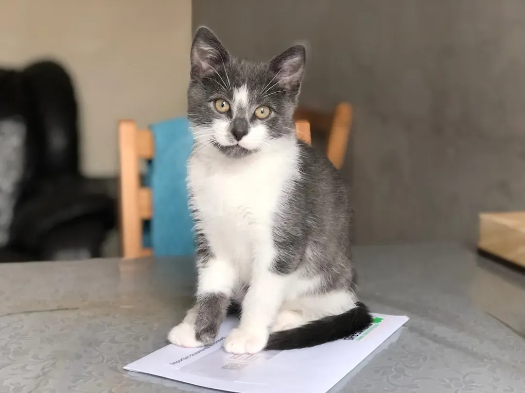 Regular Veterinary Care Becomes Essential (Image Credits: Unsplash)