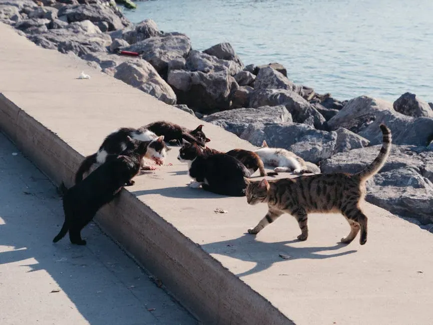 Feral Cats Build Real Colonies With Genuine Social Bonds (Image Credits: Pexels)