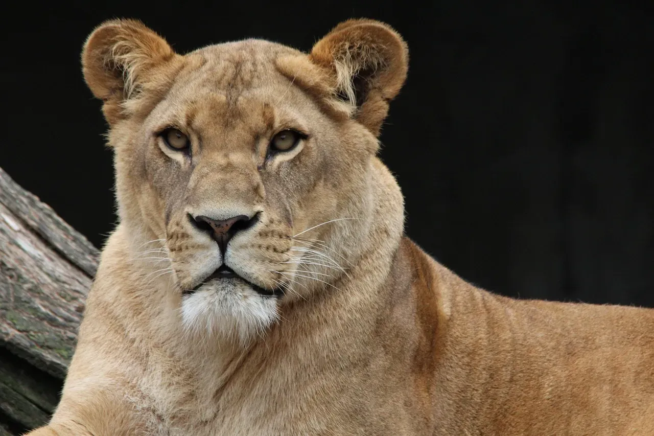 Lionesses Run an Egalitarian Society (Image Credits: Pixabay)