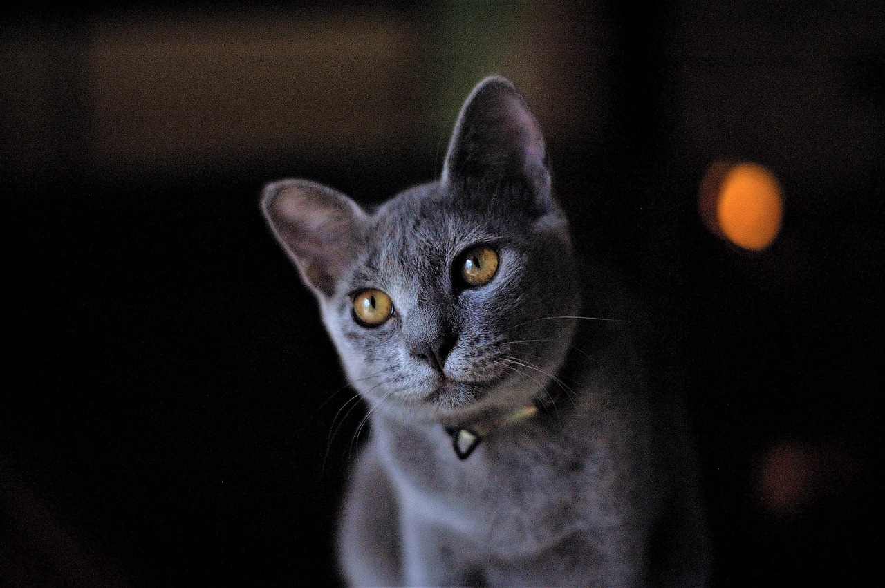 Russian Blue: The Shimmer of Silver-Tipped Perfection (Image Credits: Pixabay)