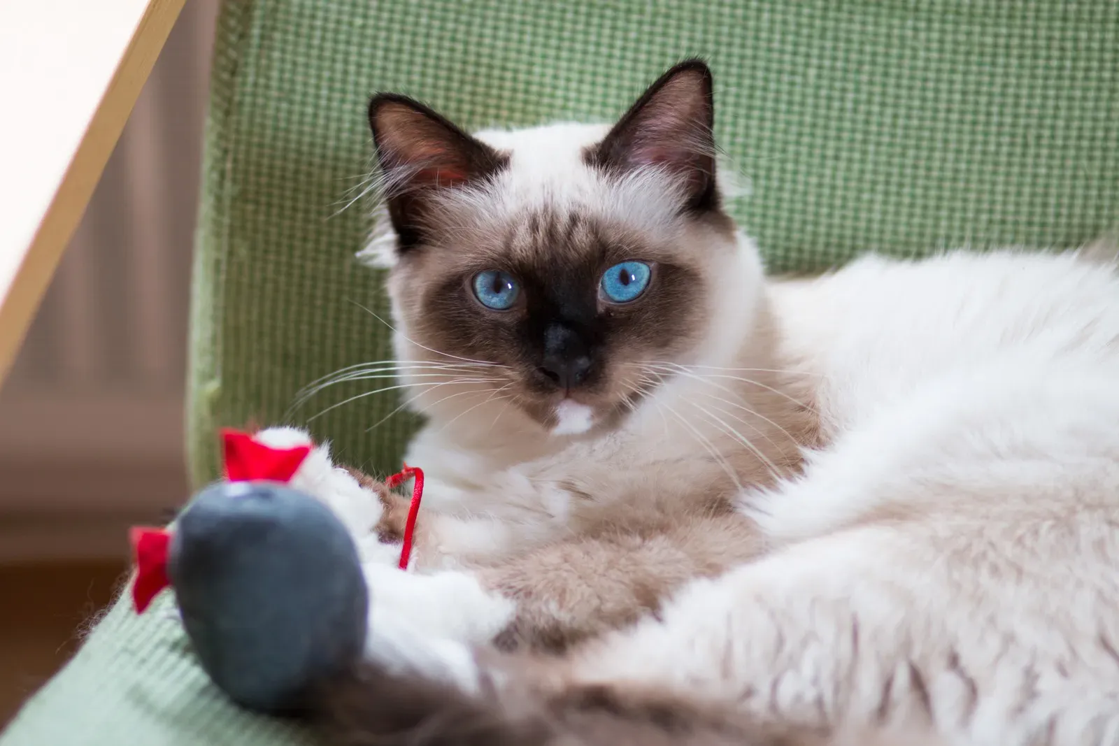 The Birman: Sacred Temple Cats Turned Lap Warmers (Image Credits: Wikimedia)