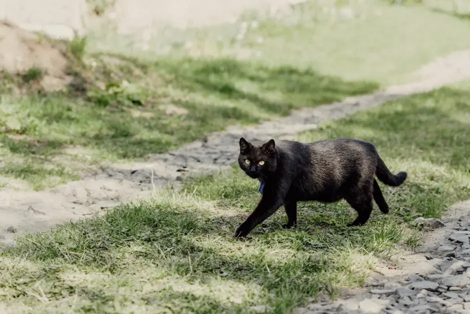 Tale #1: A Black Cat Crossing Your Path Brings Bad Luck (Image Credits: Pexels)