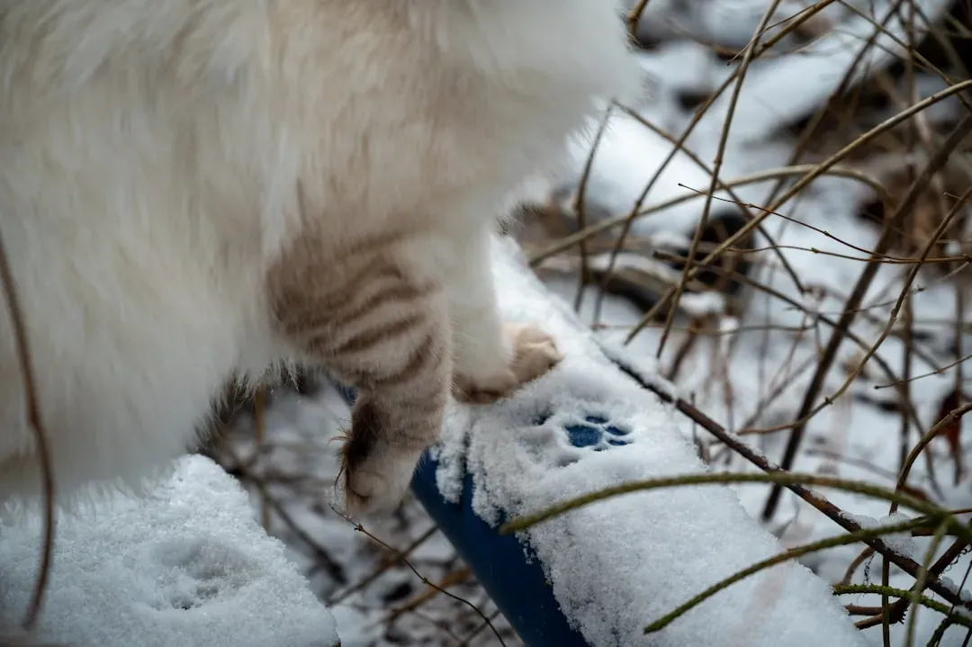 Cleaning Paws After Winter Outings (Image Credits: Unsplash)