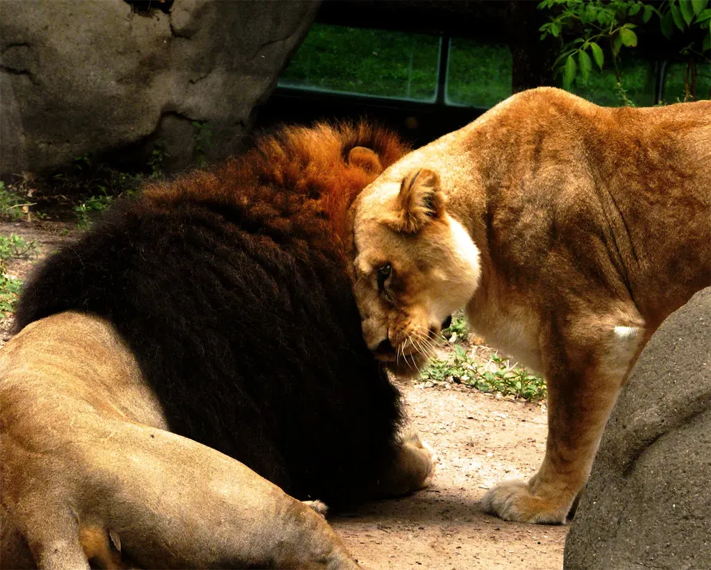 Wild Cousins Do It Too: Lions and the Universal Language of Bunting (Image Credits: Flickr)