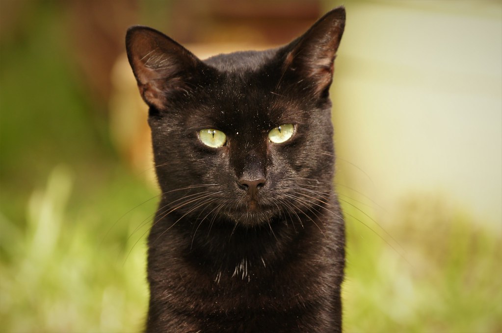 Scientific Evidence Debunking Black Cat Bias (Image Credits: Flickr)